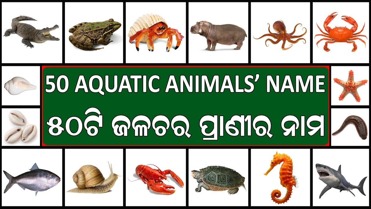 50 Aquatic Animals Name in English_Odia || Name of Aquatic Animal in Odia || ଜଳଚର ପ୍ରାଣୀ ମାନଙ୍କର ନାମ