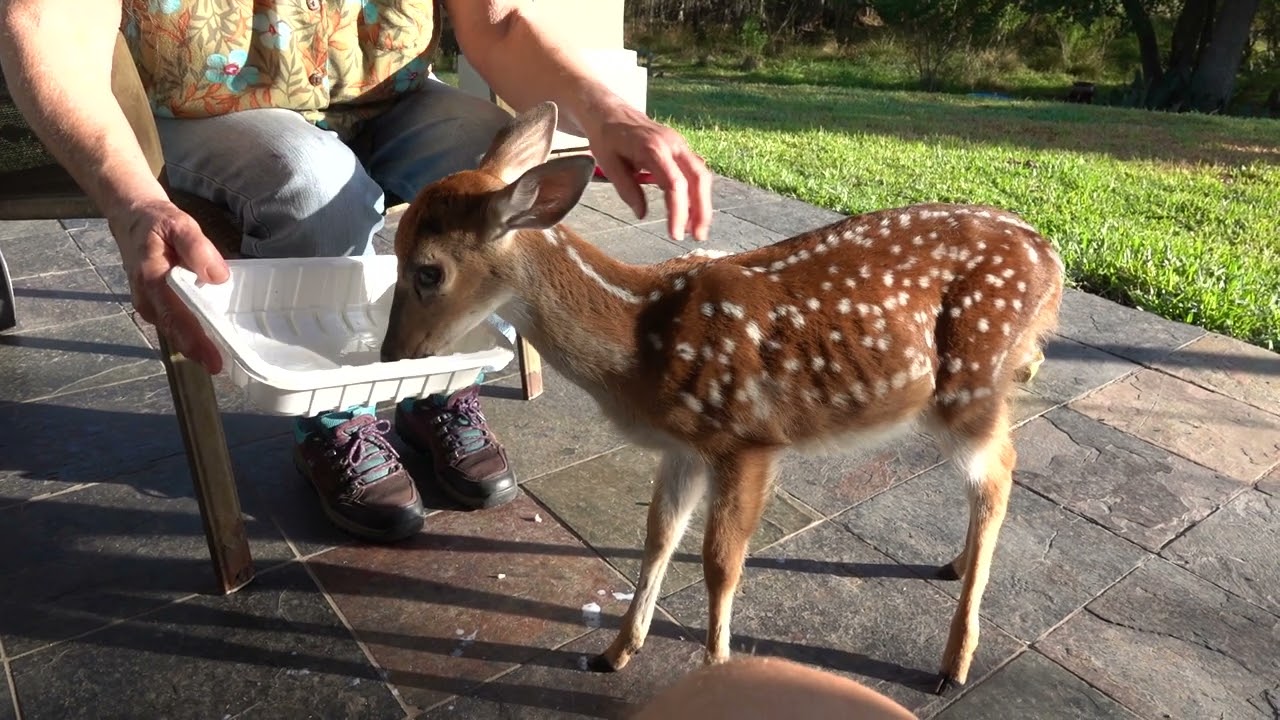 Breakfast with Bambi the Whitetail Deer Fawn (day 6)