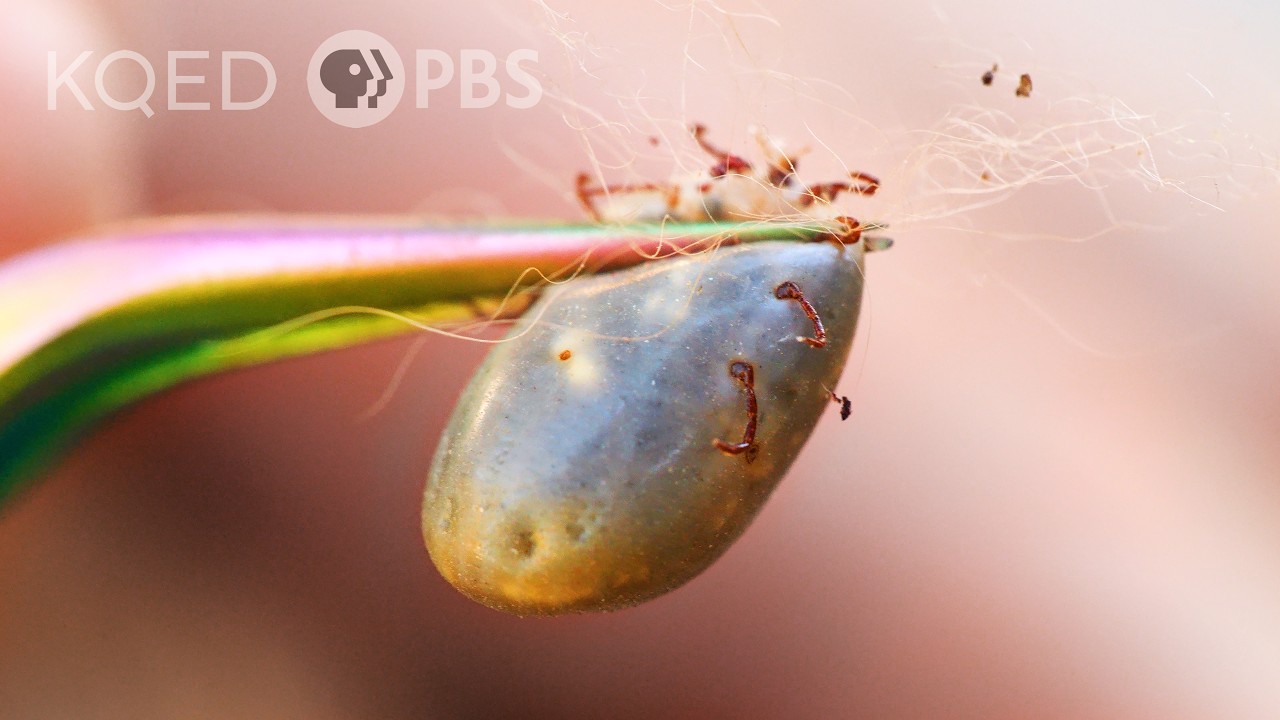 Dog Ticks Are Changing Their Diet. You&rsquo;re on the Menu | Deep Look