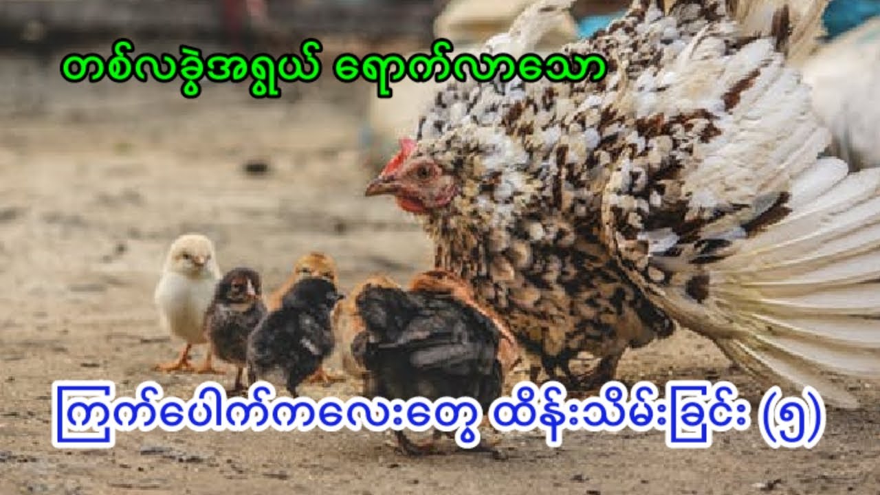 ကြက်ပေါက်က လေး တွေထိန်းသိမ်းခြင်း (၅)
