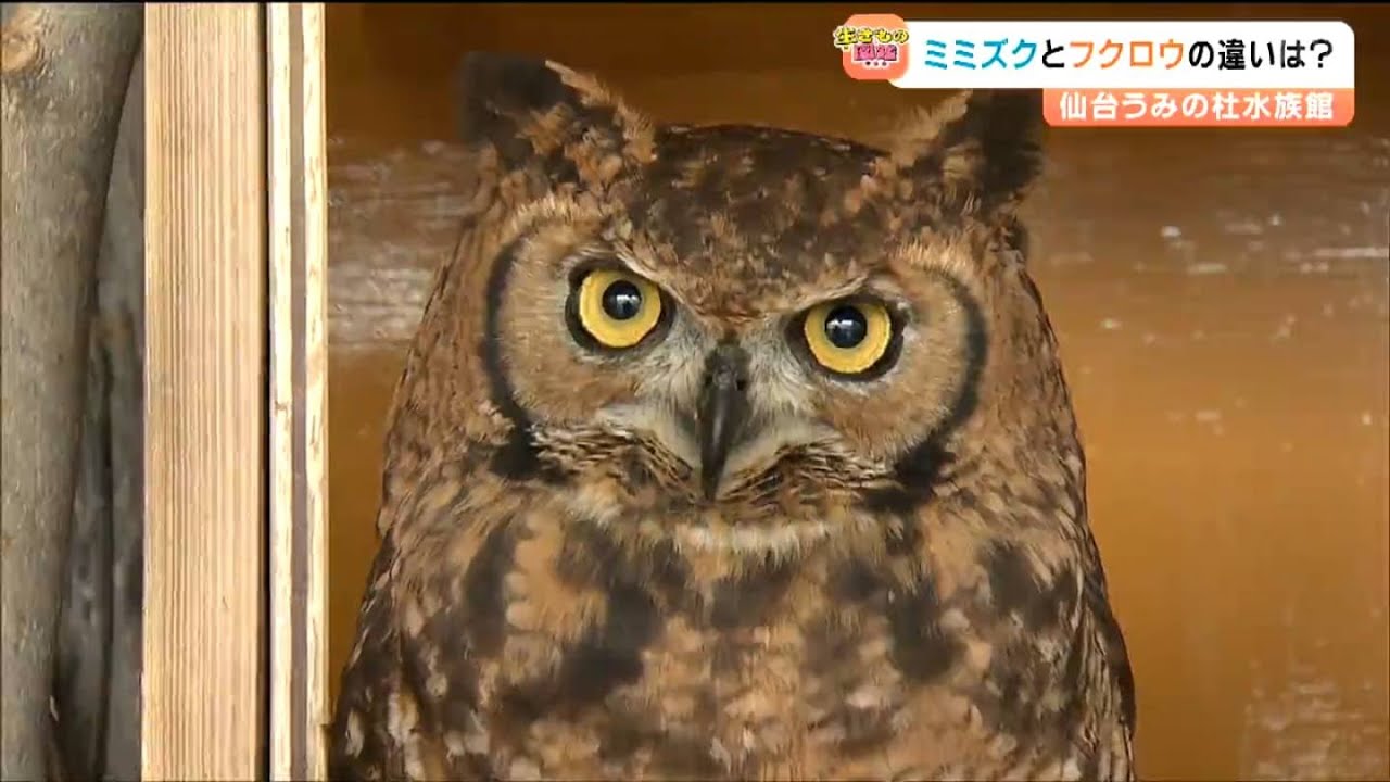 フクロウとミミズクの違いってなに　水族館の入口で「アフリカワシミミズク」首を回してお出迎え【仙台うみの杜水族館】