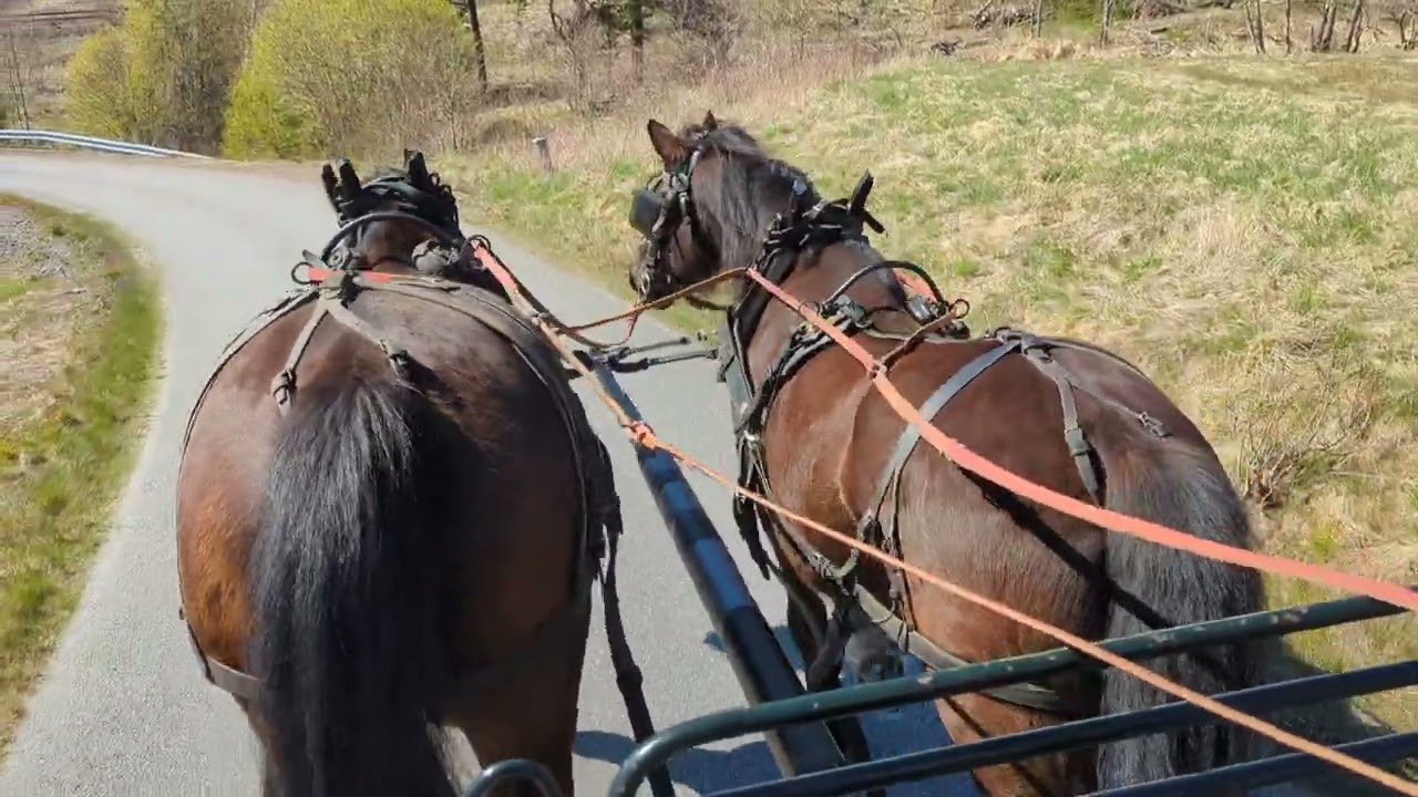 Parkörning med loksele. Hästar som bromsar en vagn med stång | Inger Tegemyr
