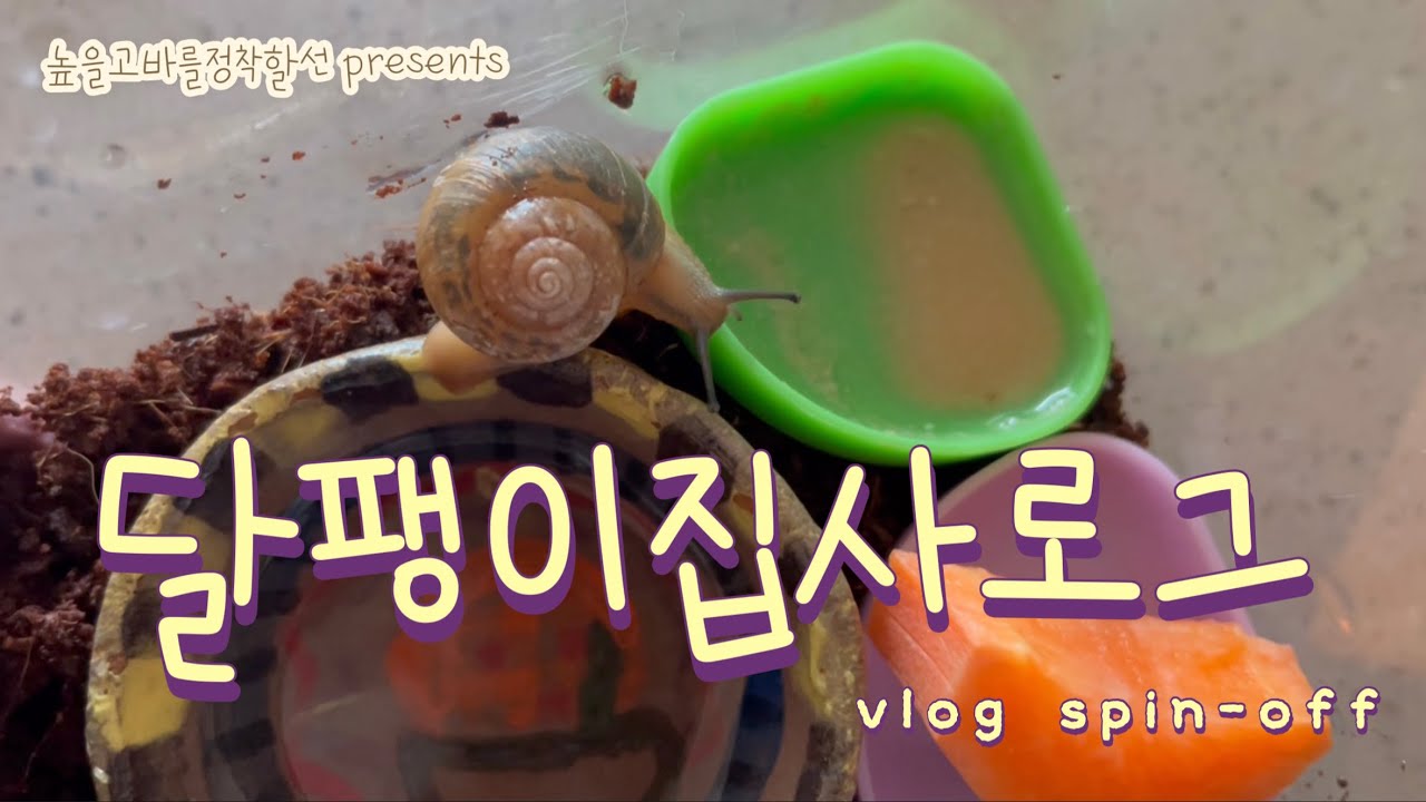 달팽이 집사로그 #명주달팽이 #반려달팽이 #팽집사