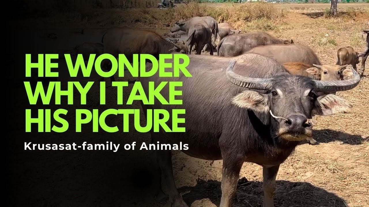 buffalos and cows are look at me take his picture #buffalo  #cow 