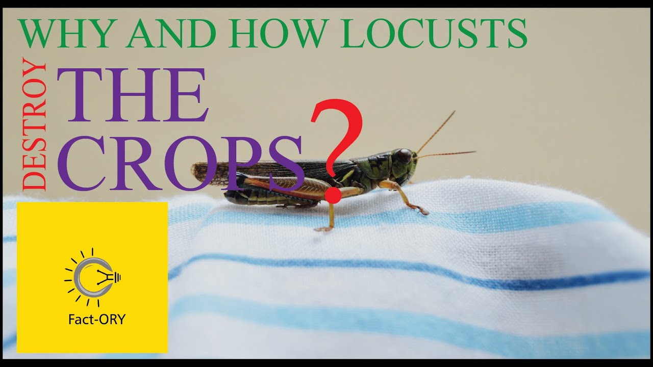 Why and how Locusts destroy the Crops | Effects and Prevention of Locusts Swarms