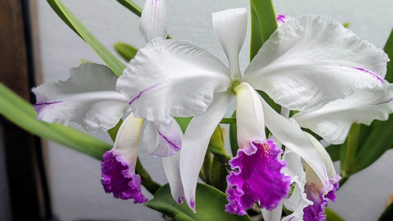 Orchid collection and balcony garden check in: Cattleya mossiae in bloom