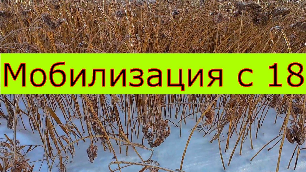 Мобилизация 18+