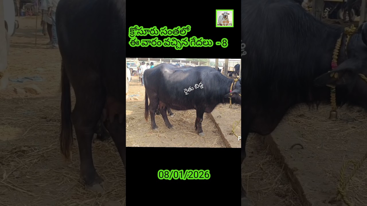 క్రోసూరు సంతలో  ఈ వారం వచ్చిన గేదలు  - 8