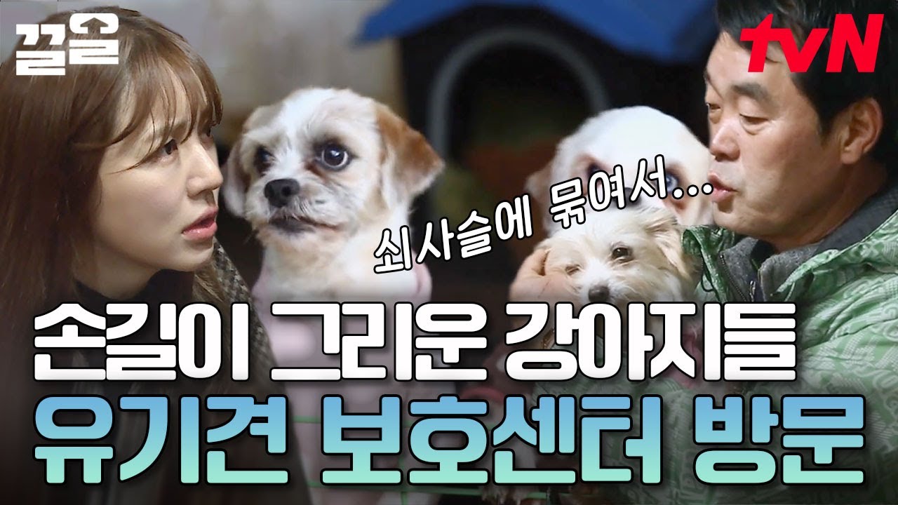 1년 유기견 수 20~30만 마리 추정😢 유기된 동물들을 보호 중인 센터에 방문한 윤은혜 | 대화가필요한개냥