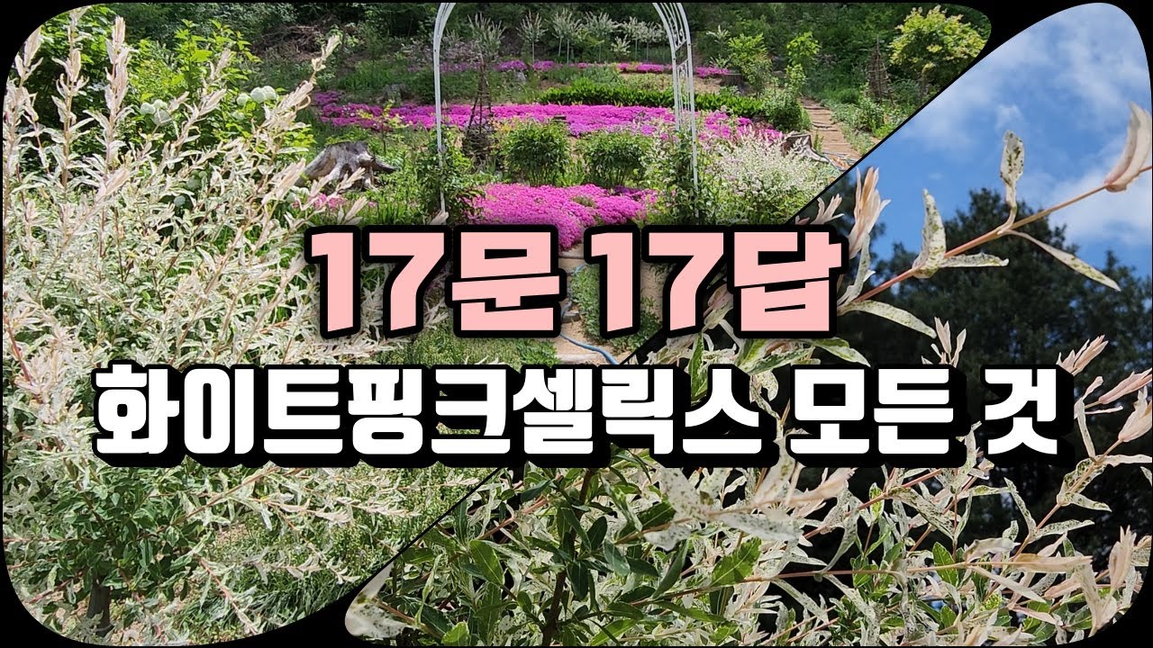 삼색버드나무의 모든 것 | 17문 17답 | 화이트핑크셀릭스 | 강원도 정원