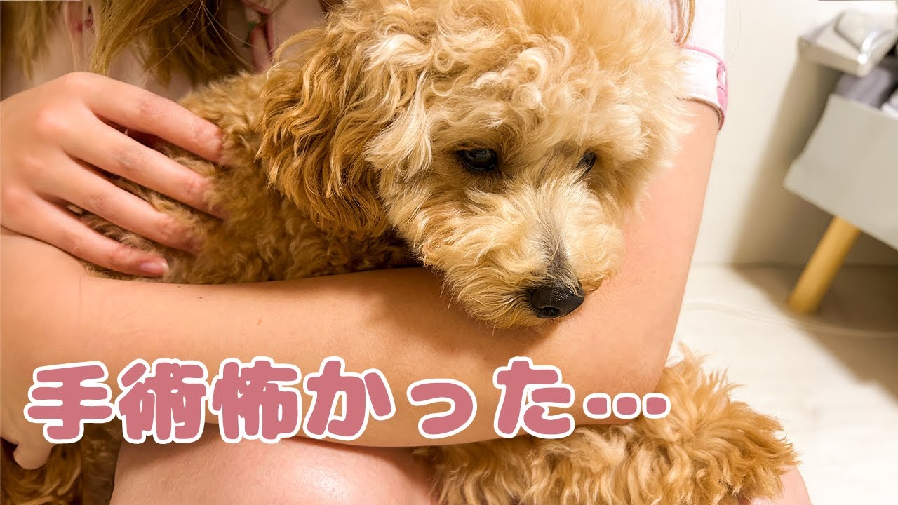 手術を終えたトイプードルが帰宅した時の表情が…