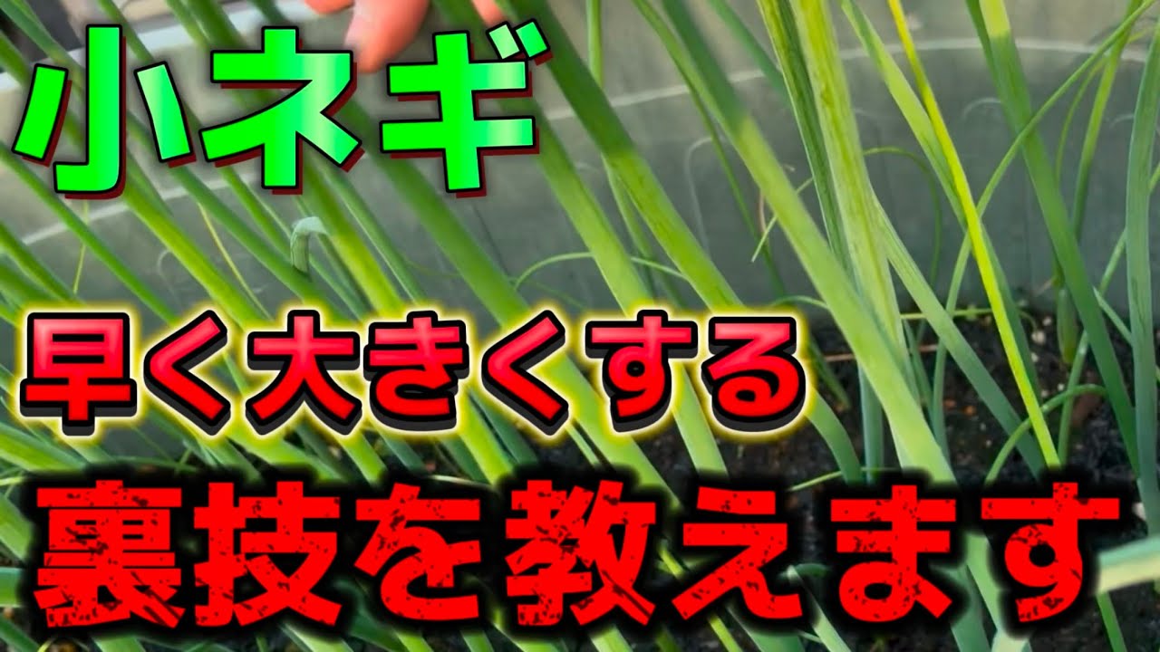 【小ネギ】まだ小さいなら！早く大きくする裏技教えちゃいます。
