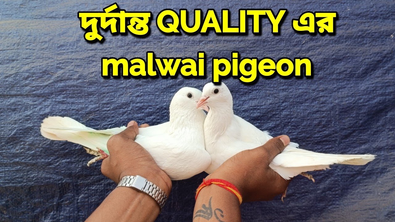 MALWAI TOP QUALITY PAIR FOR SALE 