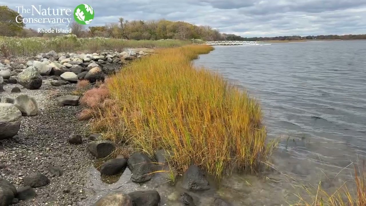 Walker Farm's Living Shoreline in Barrington, RI