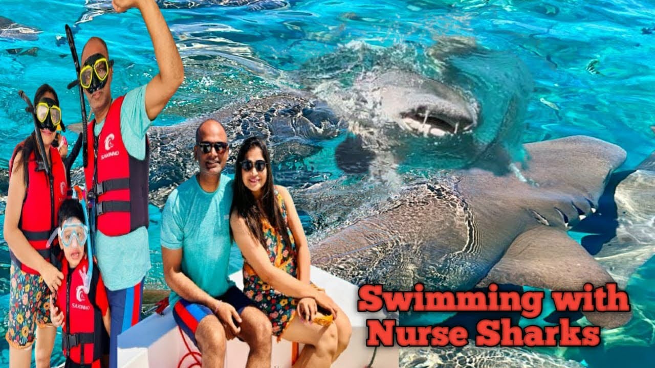 Swimming with Sharks| Full Day trip with Icom Tours| Maafushi Island tour| Coral Garden| Snorkellig