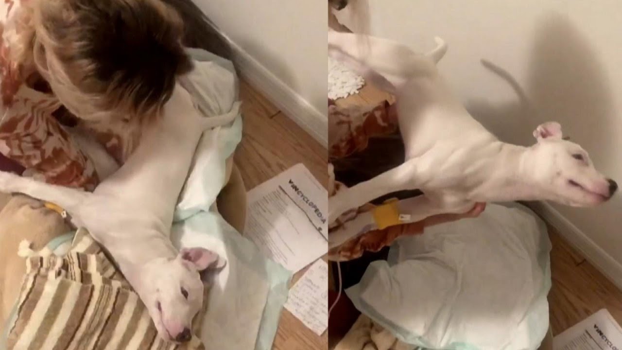 Dog &lsquo;Frozen&rsquo; With Tetanus Nursed Out of Paralysis