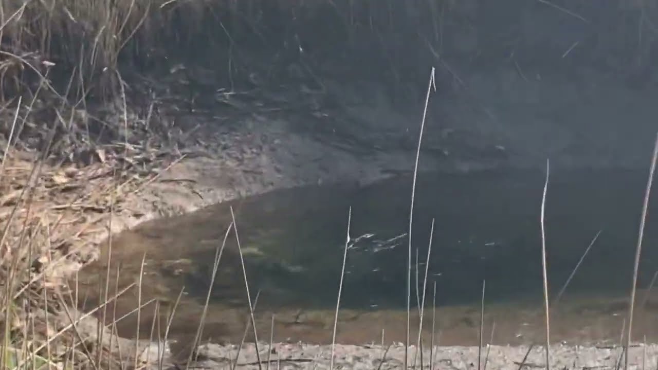 Spring fed saltwater creek in Taylor County Florida Florida