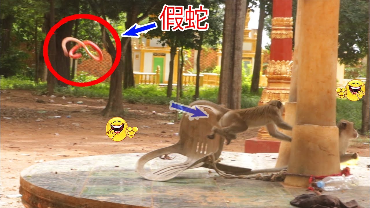 Monkey video Prank monkey #funny #monkey #monkeyvideo #animals #funnyanimal #monkeyshow #animals