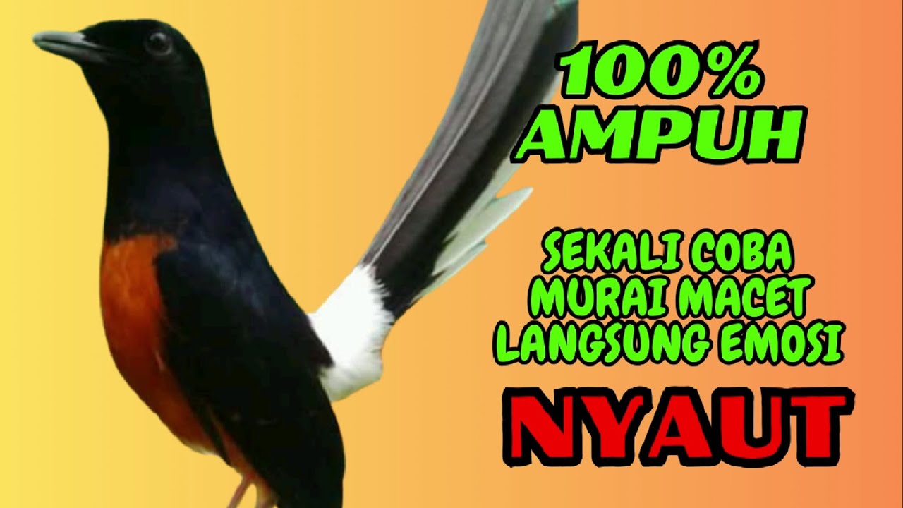 pancingan murai batu GACOR ampuh JADIKAN murai MACET nyaut EMOSI❗❗