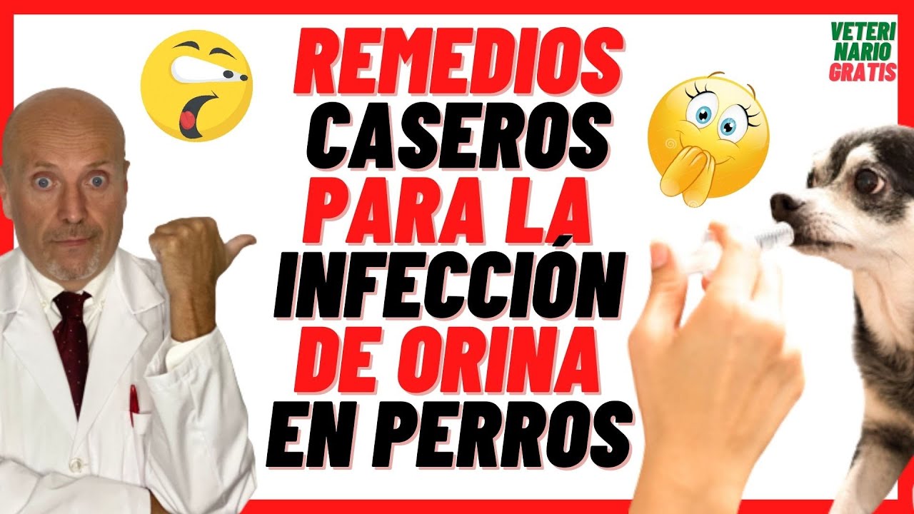 ✅ REMEDIOS CASEROS PARA INFECCI&Oacute;N URINARIA (Cistitis) EN PERROS ✅(Sangre en la Orina)