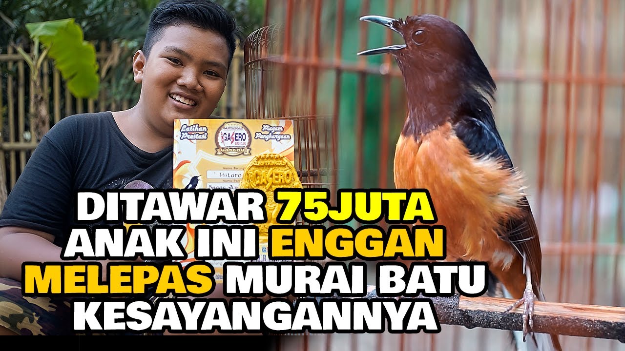 DITAWAR 75JUTA , ANAK INI ENGGAN MELEPAS MURAI BATU KESAYANGANNYA
