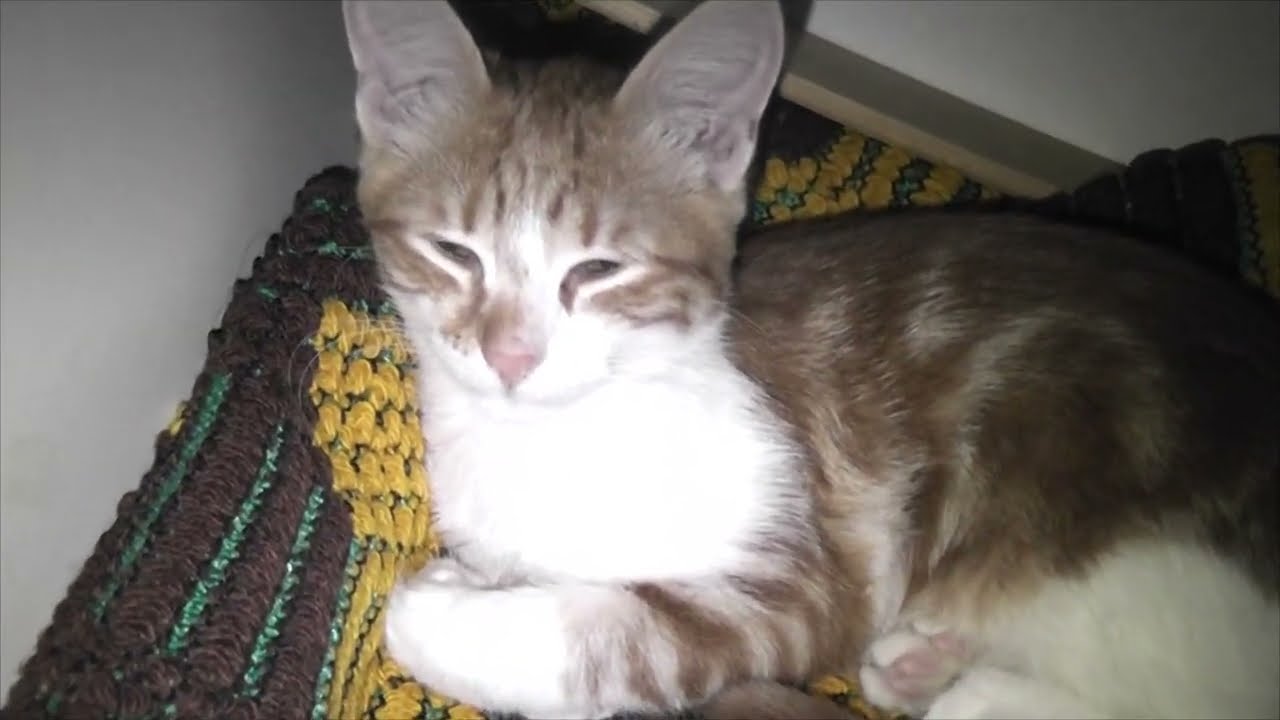 Котятки лежат на своей подстилке ночью 
