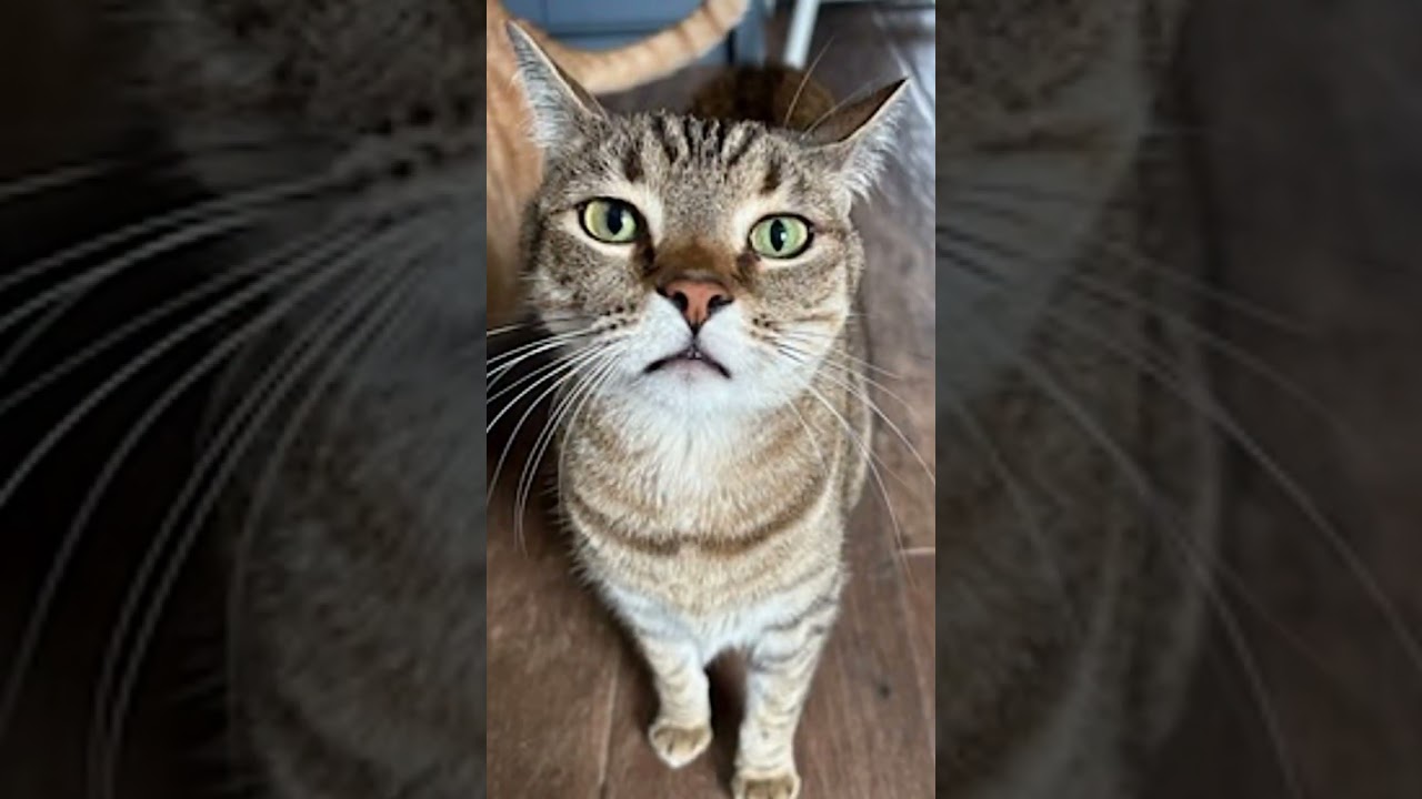 🐈 Meet Oliver and Teddy! 🐾