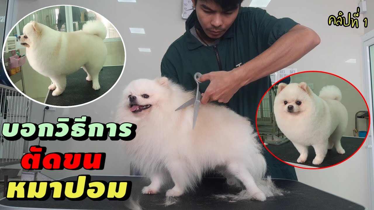 บอกวิธีการตัดขนหมาปอม งานกรรไกร เบื้องต้น คลิปที่ 1 ✂️How To Pomeranian Hair Cut With A Scissor