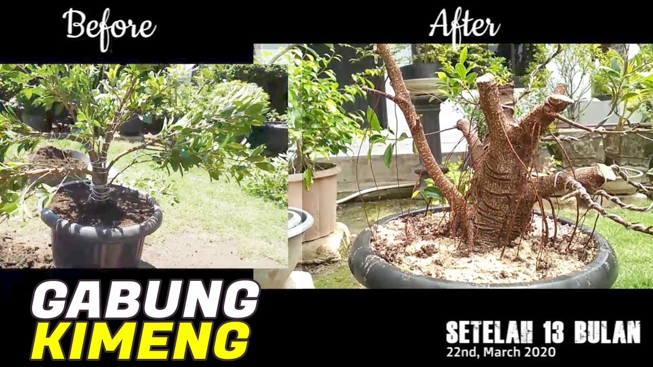 UPDATE KIMENG !!! HASIL GABUNG BERINGIN KIMENG (Ficus Microcarpa) 13 BULAN