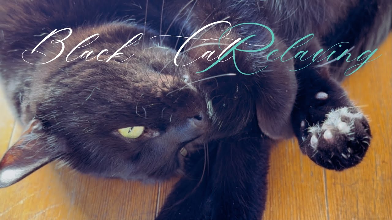 ゴロゴロ黒猫のくろちゃんPurring Black Cat Kuro-chan