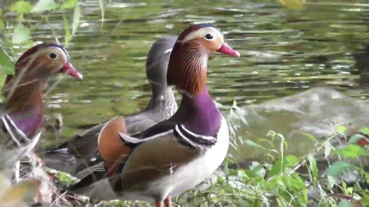 Mandarin ducks in autumn ; Mandarinenten im Herbst ; Rațe mandarine în toamnă