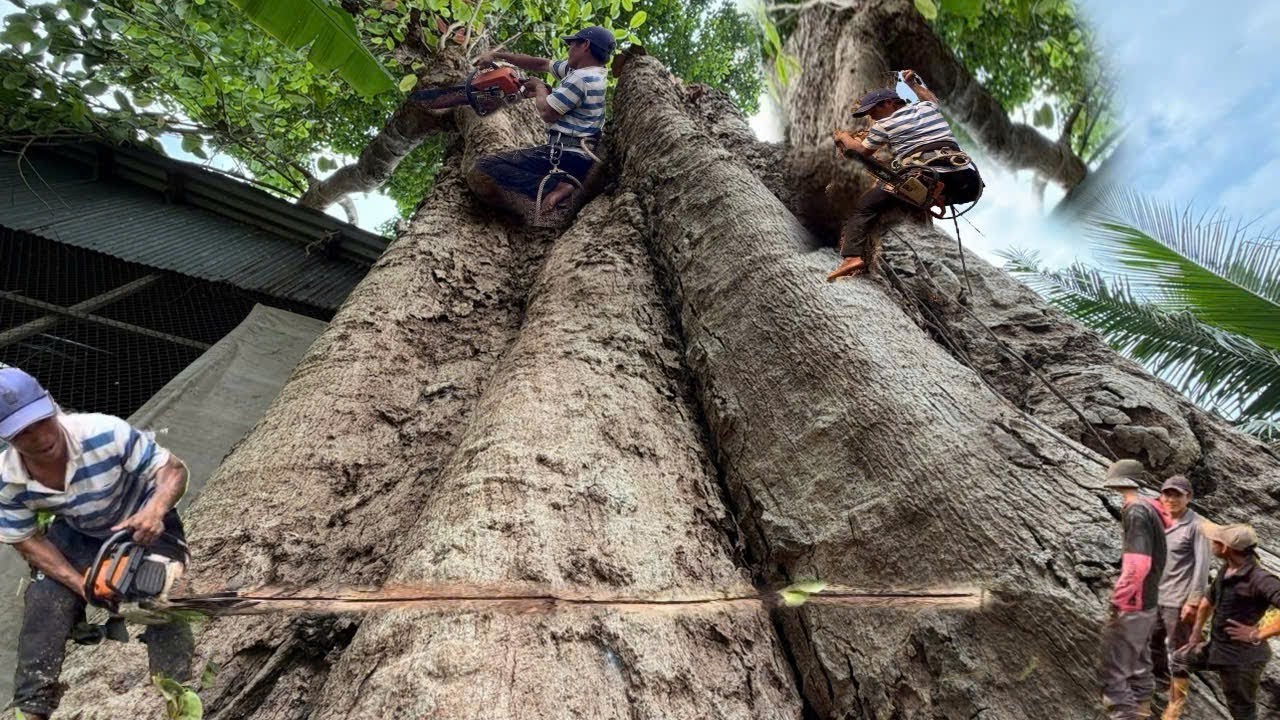 Cưa C&acirc;y Trăm Khủng Lồ, L&acirc;u Năm,T&agrave;n Um T&ugrave;m L&ecirc;n N&oacute;c Nh&agrave;, Cưa Kỹ Thuật, 411