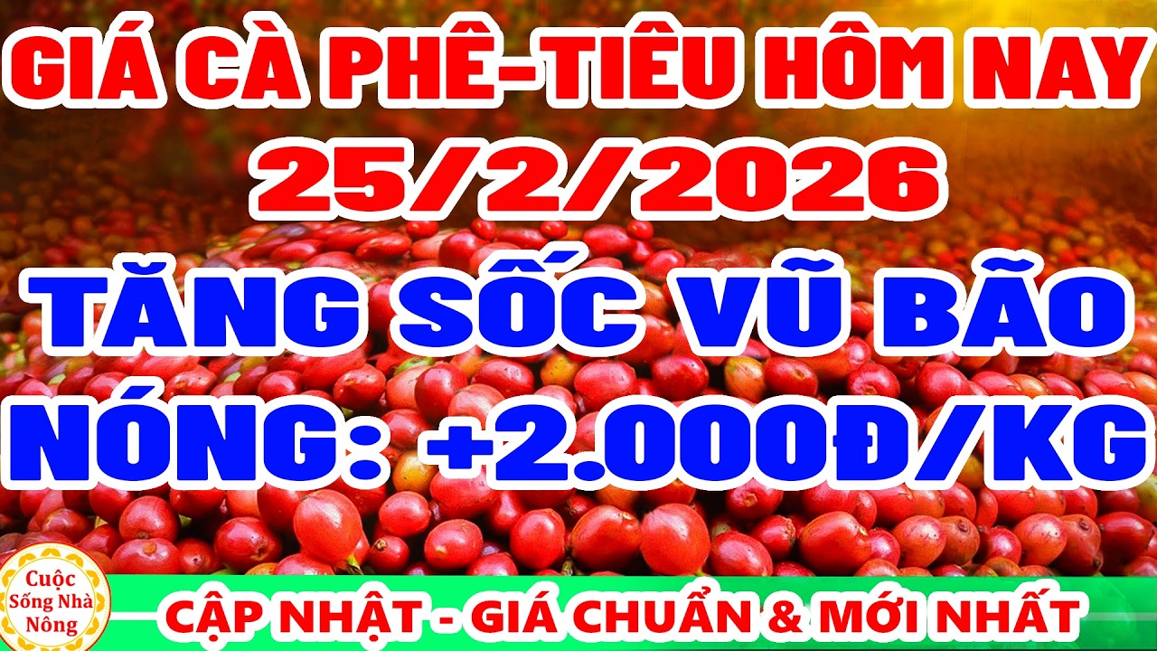 Giá cà phê hôm nay ngày 25/2/2026 | TĂNG MẠNH +2.000Đ/KG - giá tiêu hôm nay