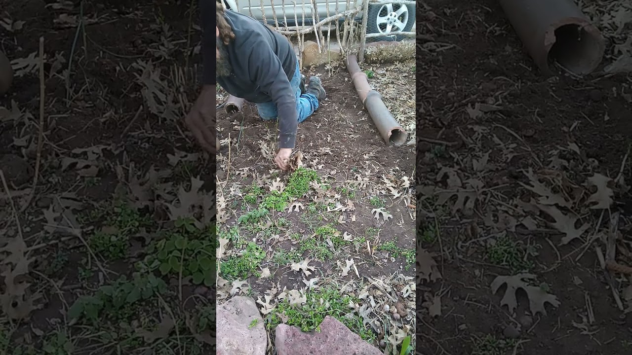 Clearing the Asparagus Bed #urbanfarming #garden #asparagus 