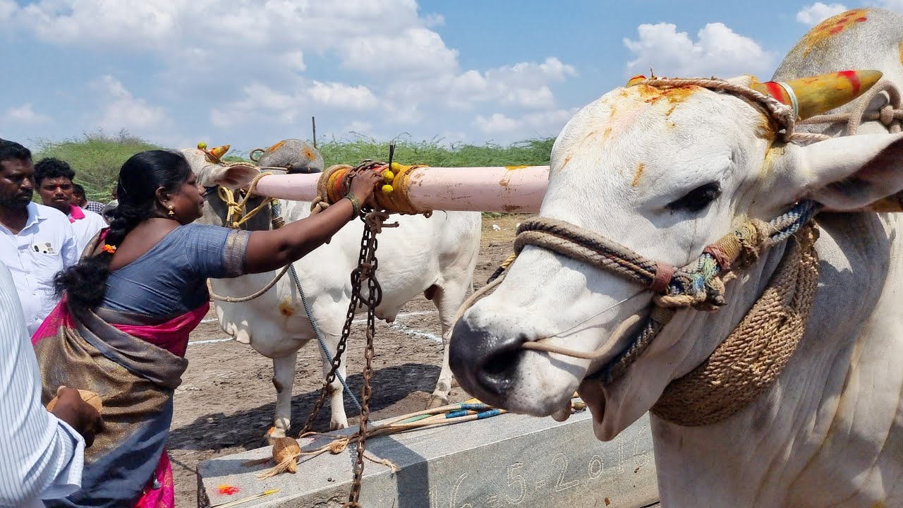 ఉదండాపురం న్యూ కేటగిరి విభాగము బండలాగుడు పోటీలు 2వ జత ఖాజా హుస్సేన్ పల్కం దొడ్డి రాయచూర్ కర్ణాటక-ox