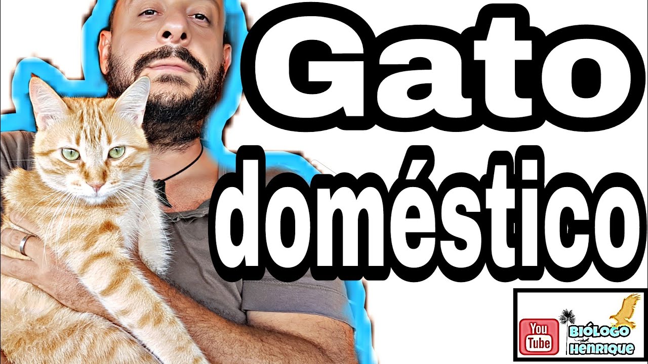 To the cat, Felis catus.