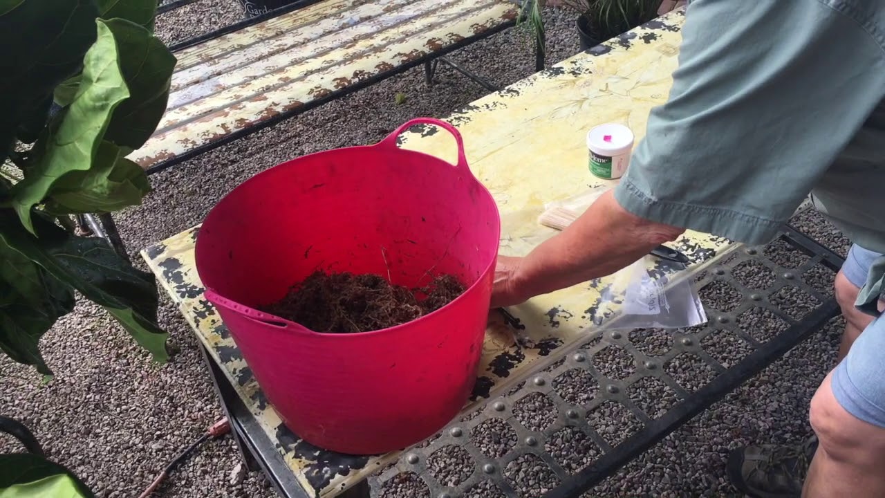 How to Air Layer a Fiddle Leaf Fig