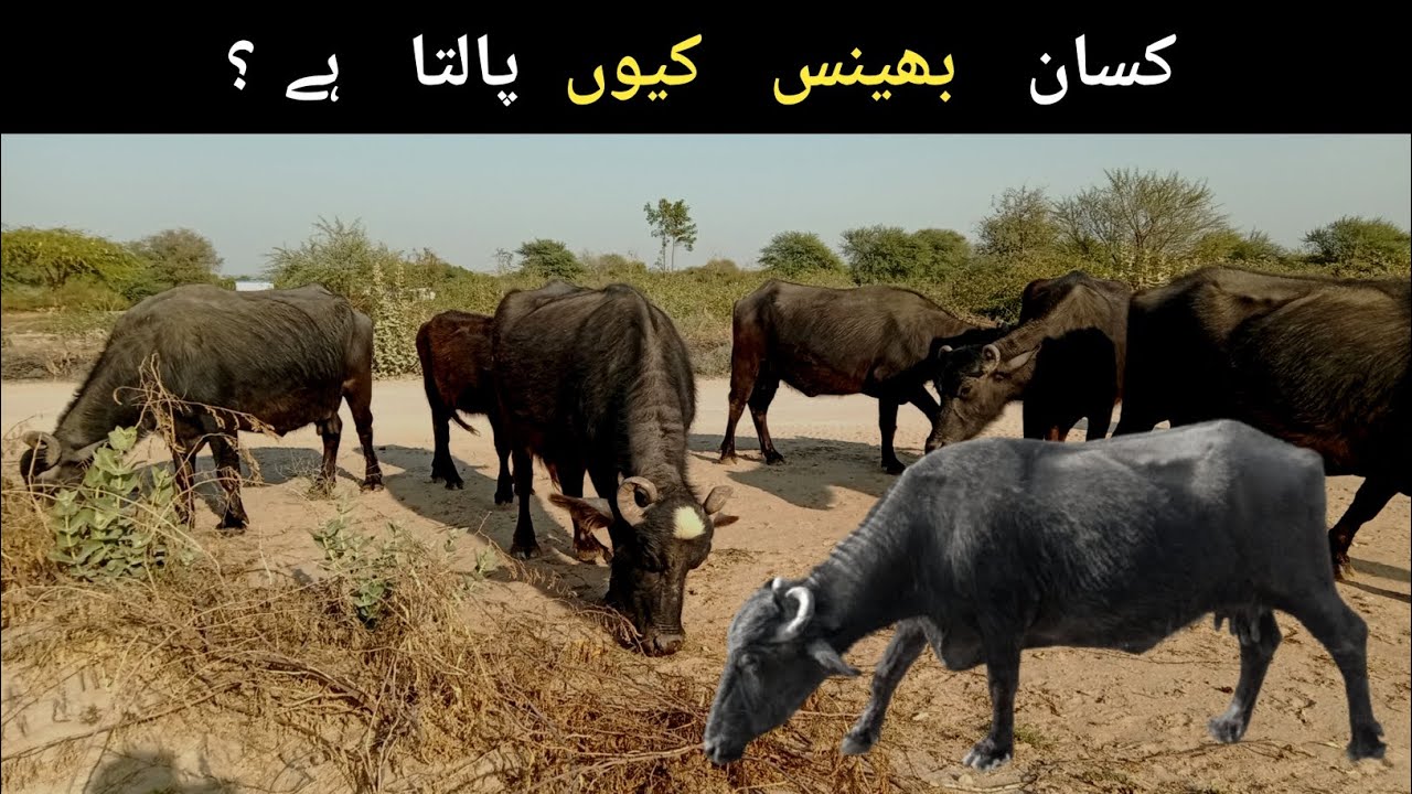 Big Buffalo Farming | Rural Pakistan Viral Video