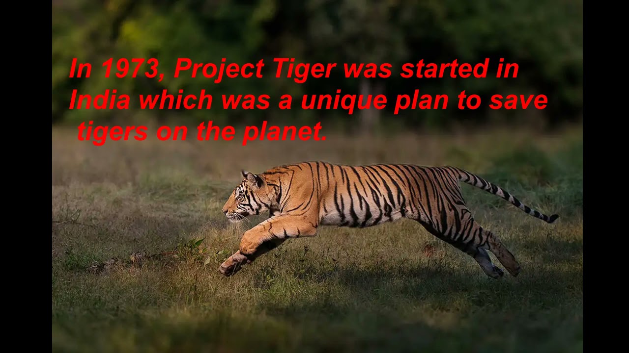 International Tiger Day 2021