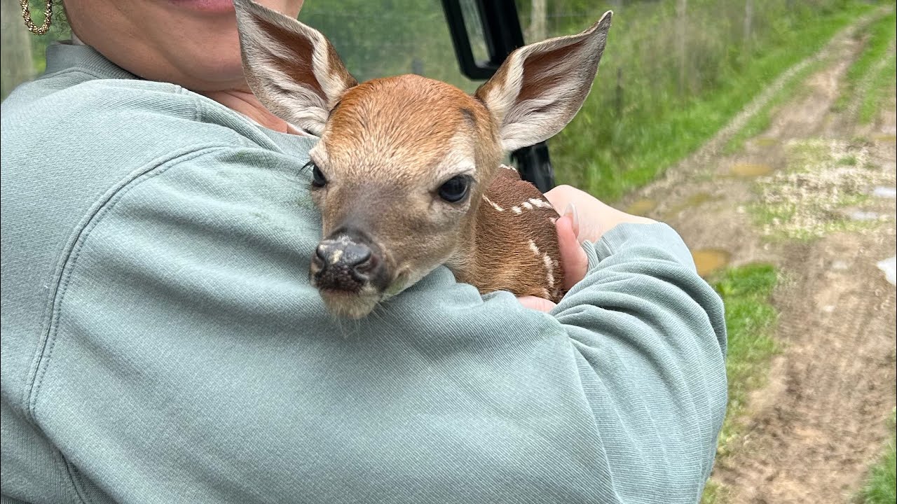Deer Farm Adventures: Fawn checks and a Amish Auction