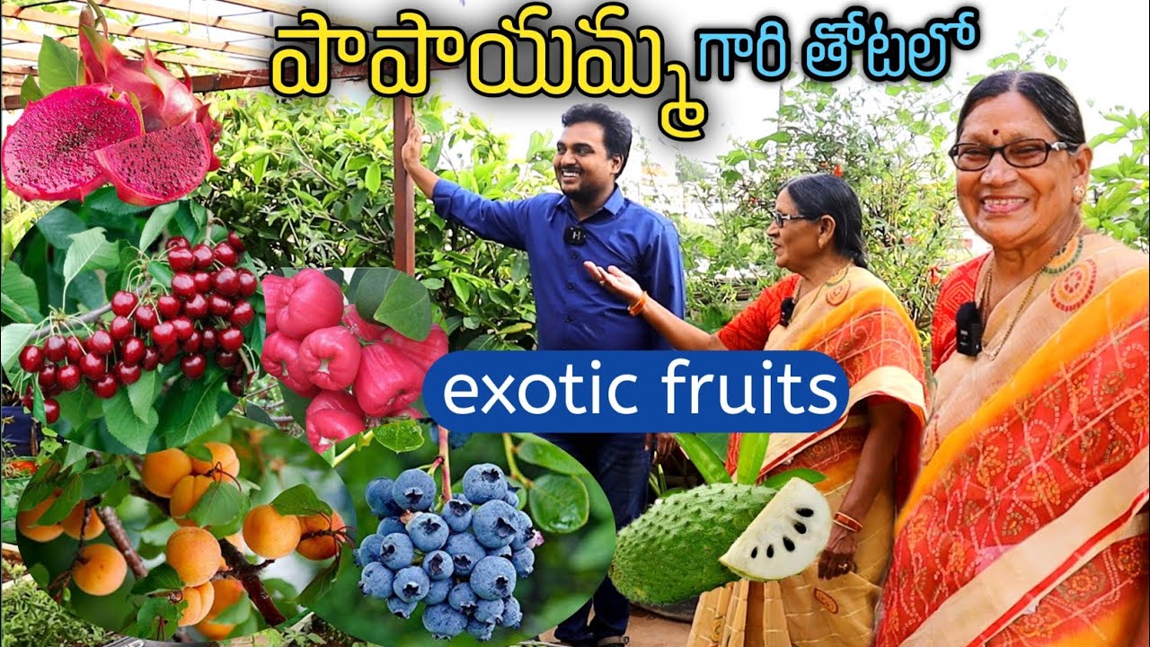 పాపాయమ్మ గారి తోటలో exotic fruits 