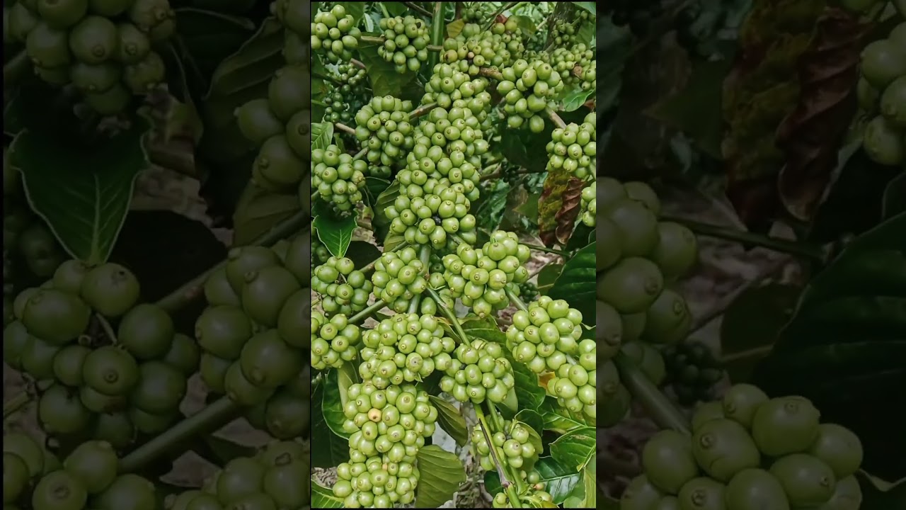 kopi robusta klon bagio berbuah lebat #kopihitam #kopi