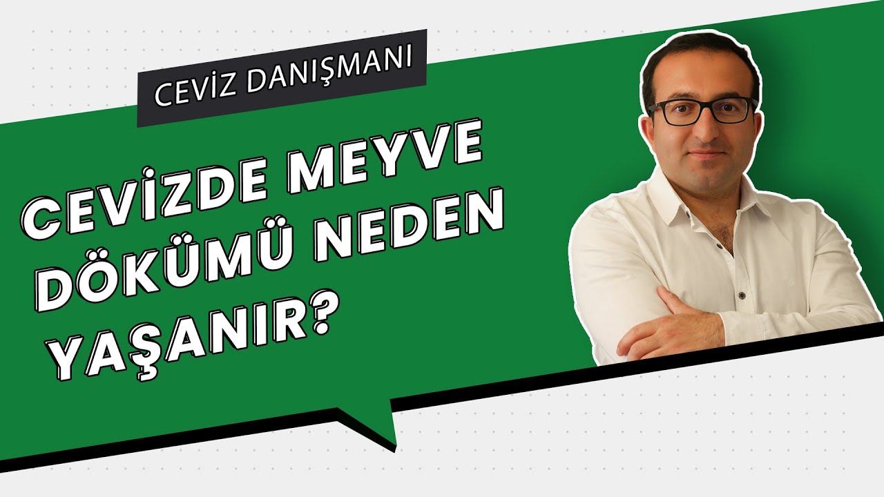 CEVİZDE MEYVE DÖKÜMÜ NEDEN YAŞANIR? | PROFESYONEL CEVİZ YETİŞTİRİCİLİĞİ
