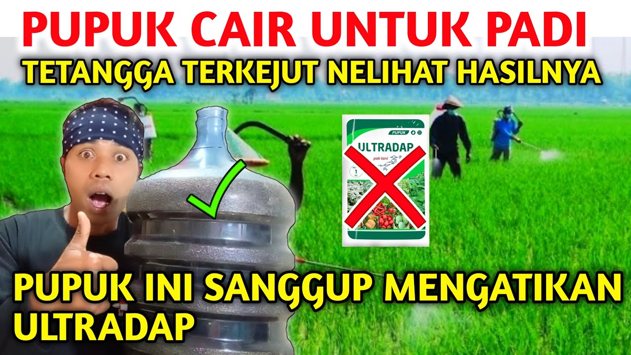 RAHASIA MEMBUAT ULTRADAP..!! cara membuat pupuk cair untuk tanaman padi