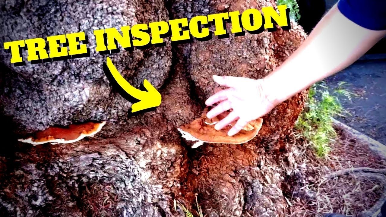 EVERYTHING YOU NEED TO KNOW ABOUT TREE INSPECTION -Intro to Tree Climbing W/ BinoH & Noah Pt.10