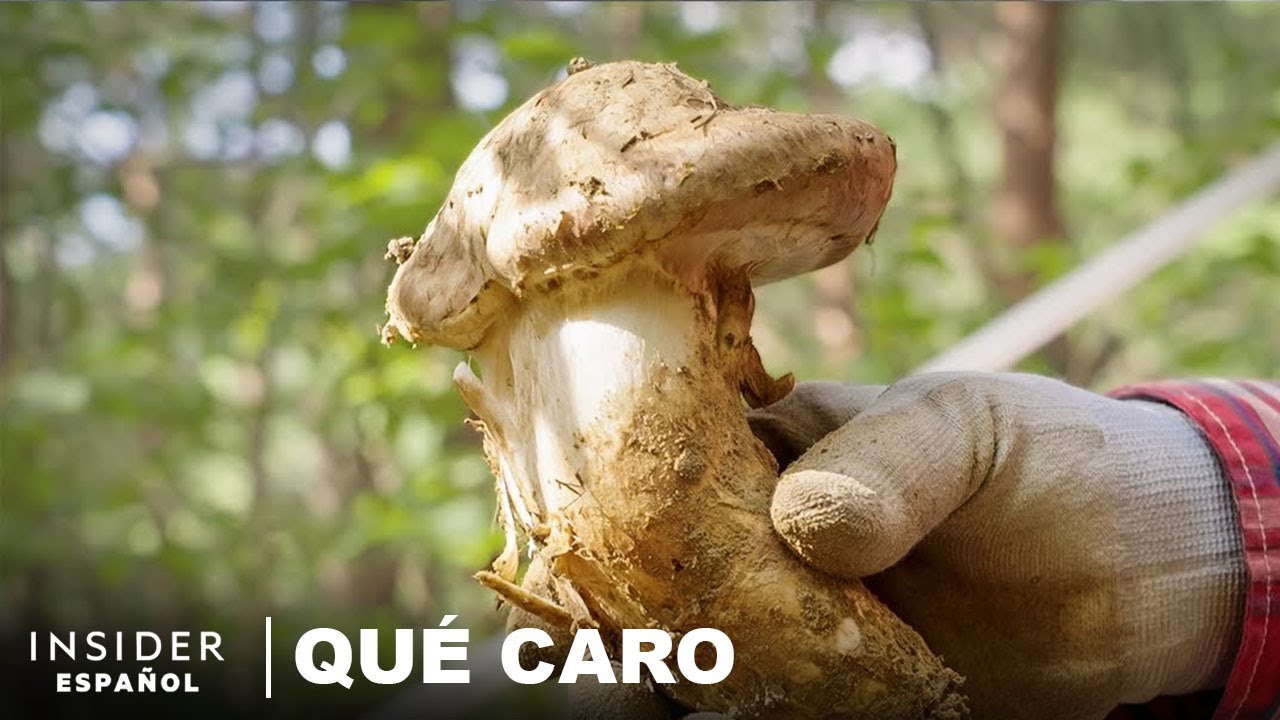 Por qu&eacute; los hongos matsutake son tan caros | Qu&eacute; caro