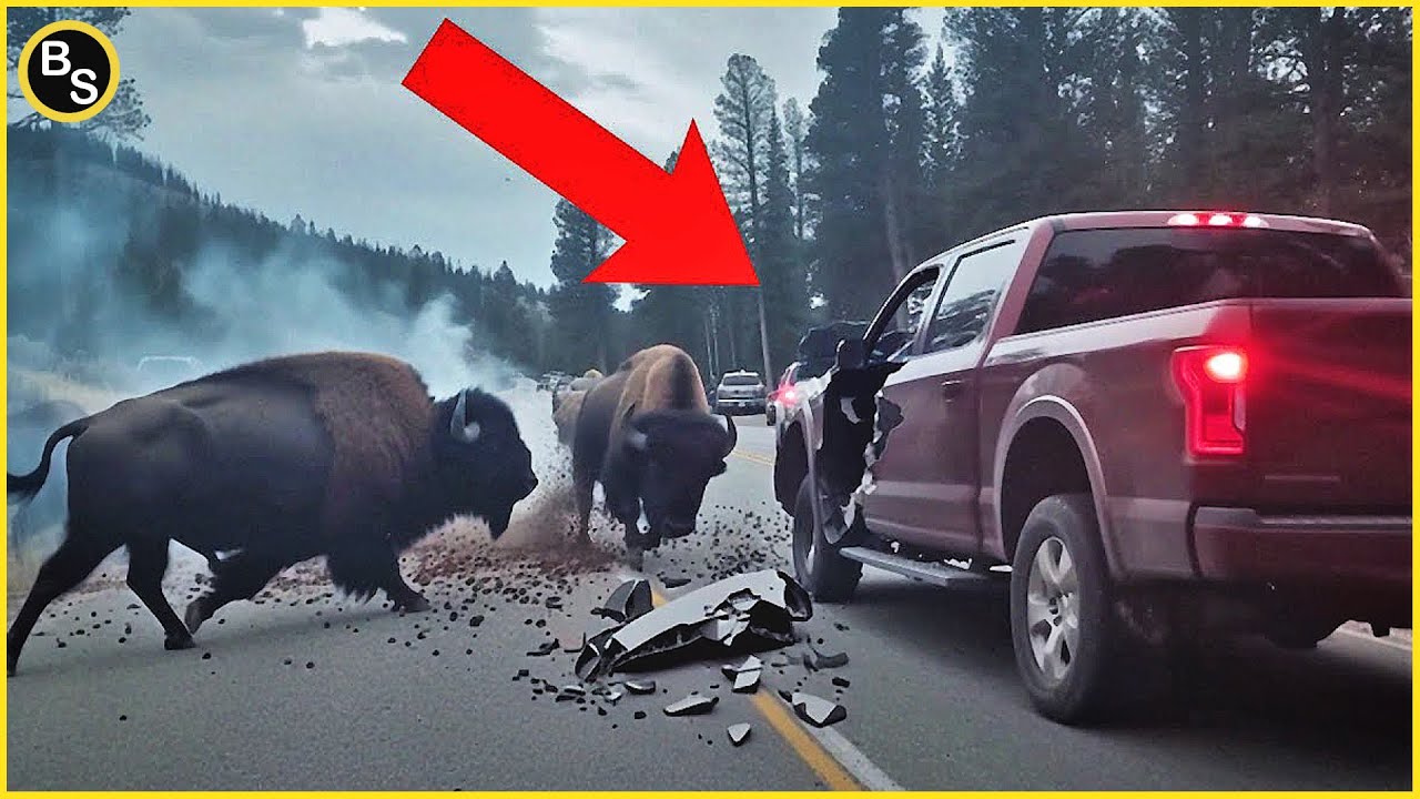 Scariest Animal Encounters Caught on Camera!
