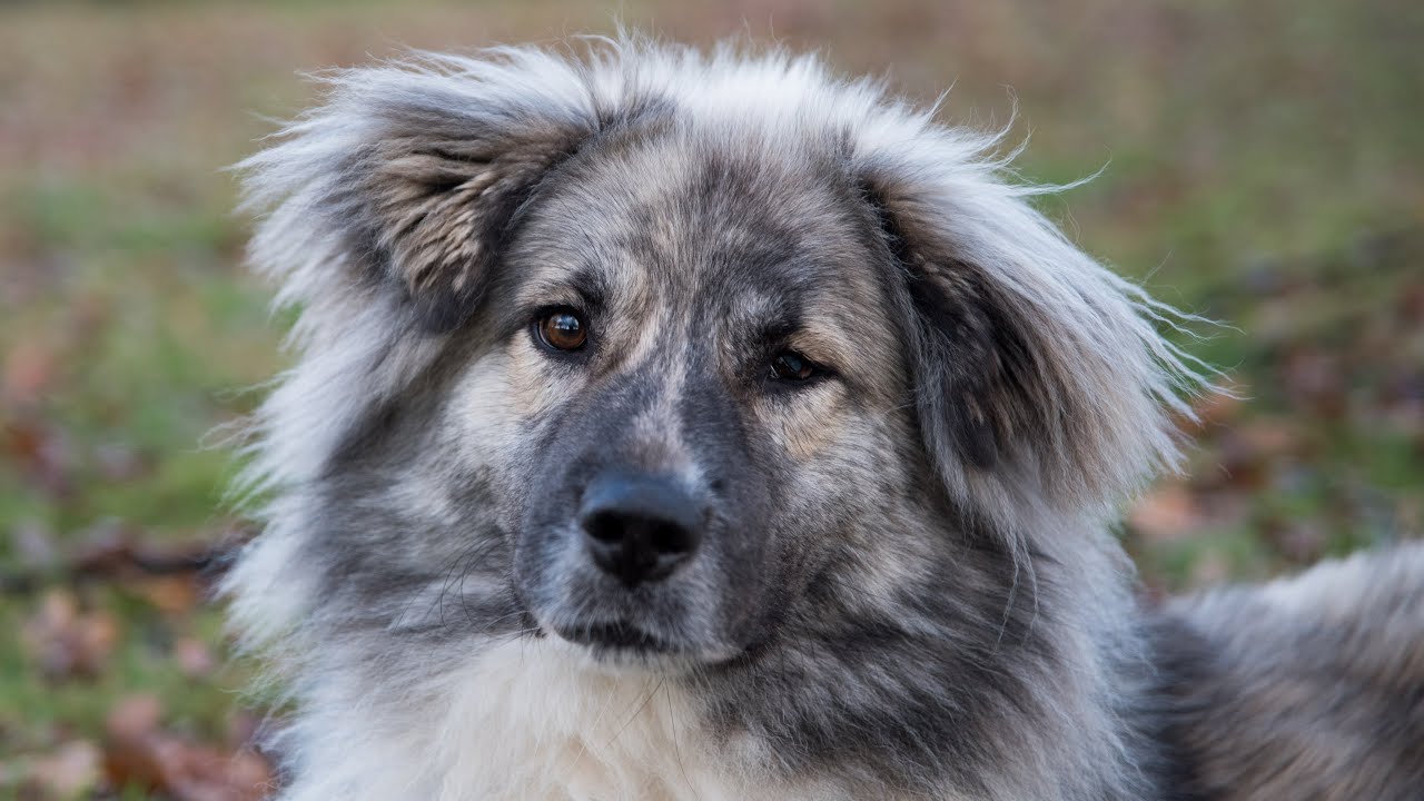 Zuhause gesucht: Mischling Lupus! | Tierheim Coesfeld