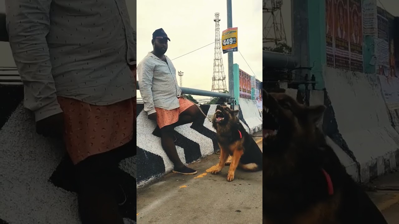 #gray wolf dog video Tamil #simply Sarath 💯#shorts