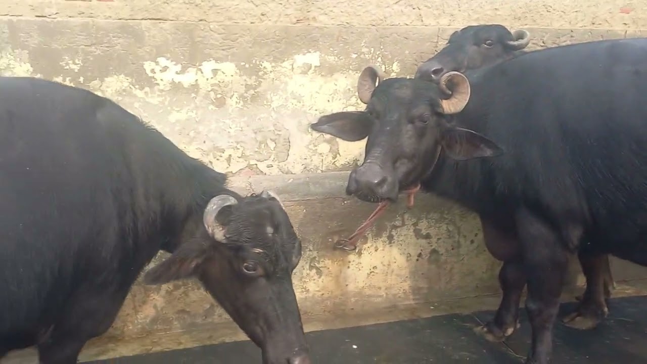 अपना छोटा सा प्यारा सा भैश मुर्रा फार्म हरीयाण 9466578450